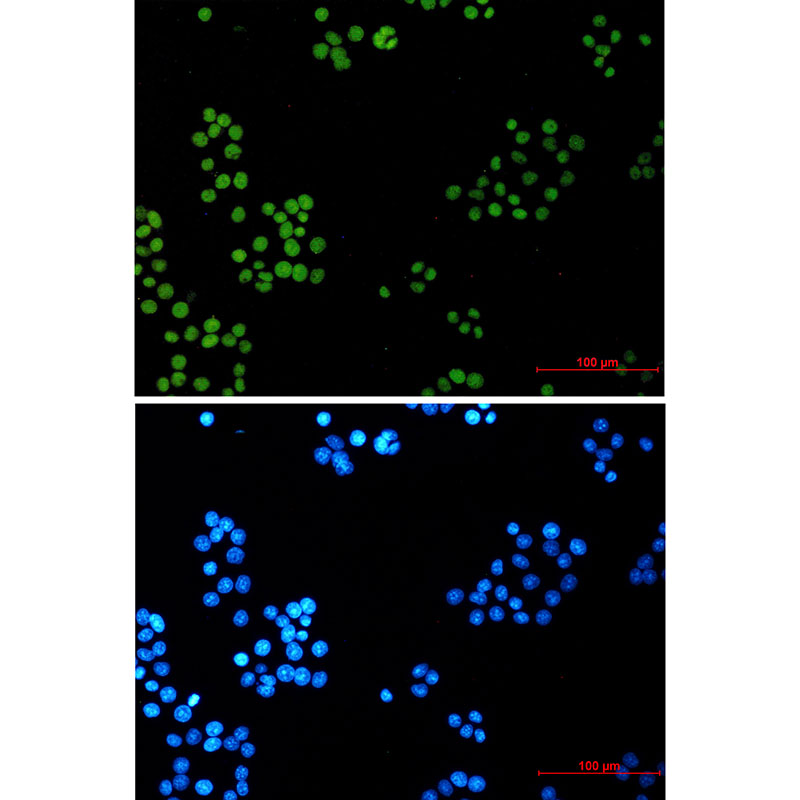 LIG1 Rabbit mAb