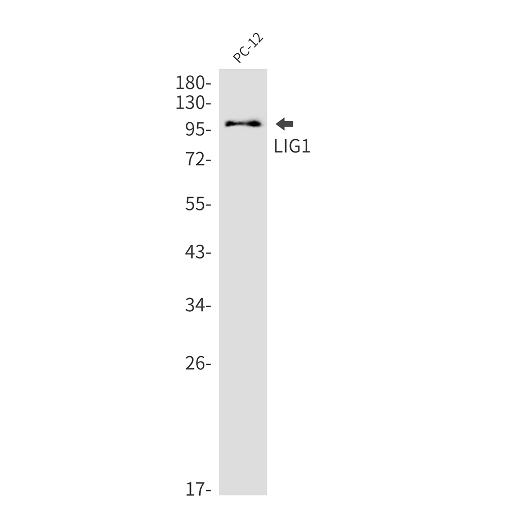 LIG1 Rabbit mAb