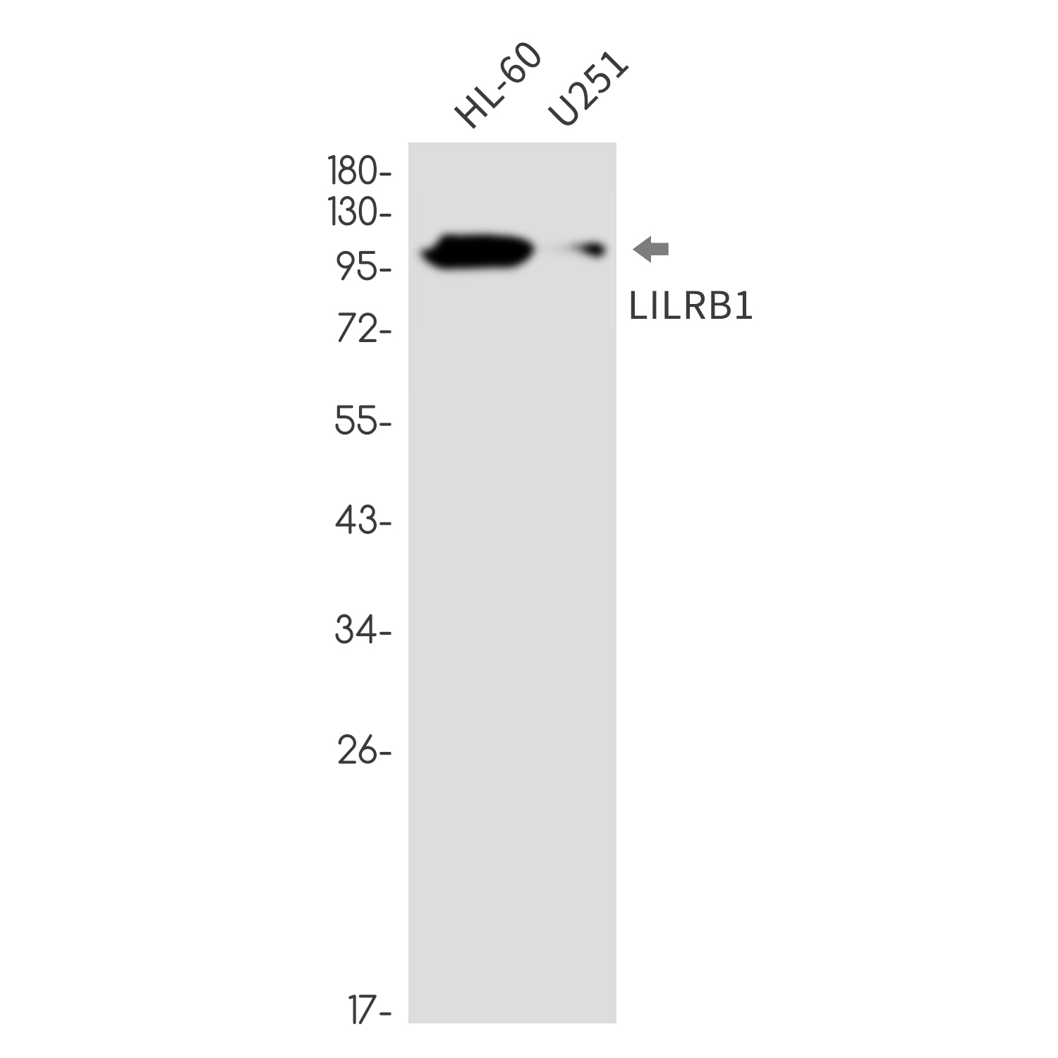 LILRB1 Rabbit mAb