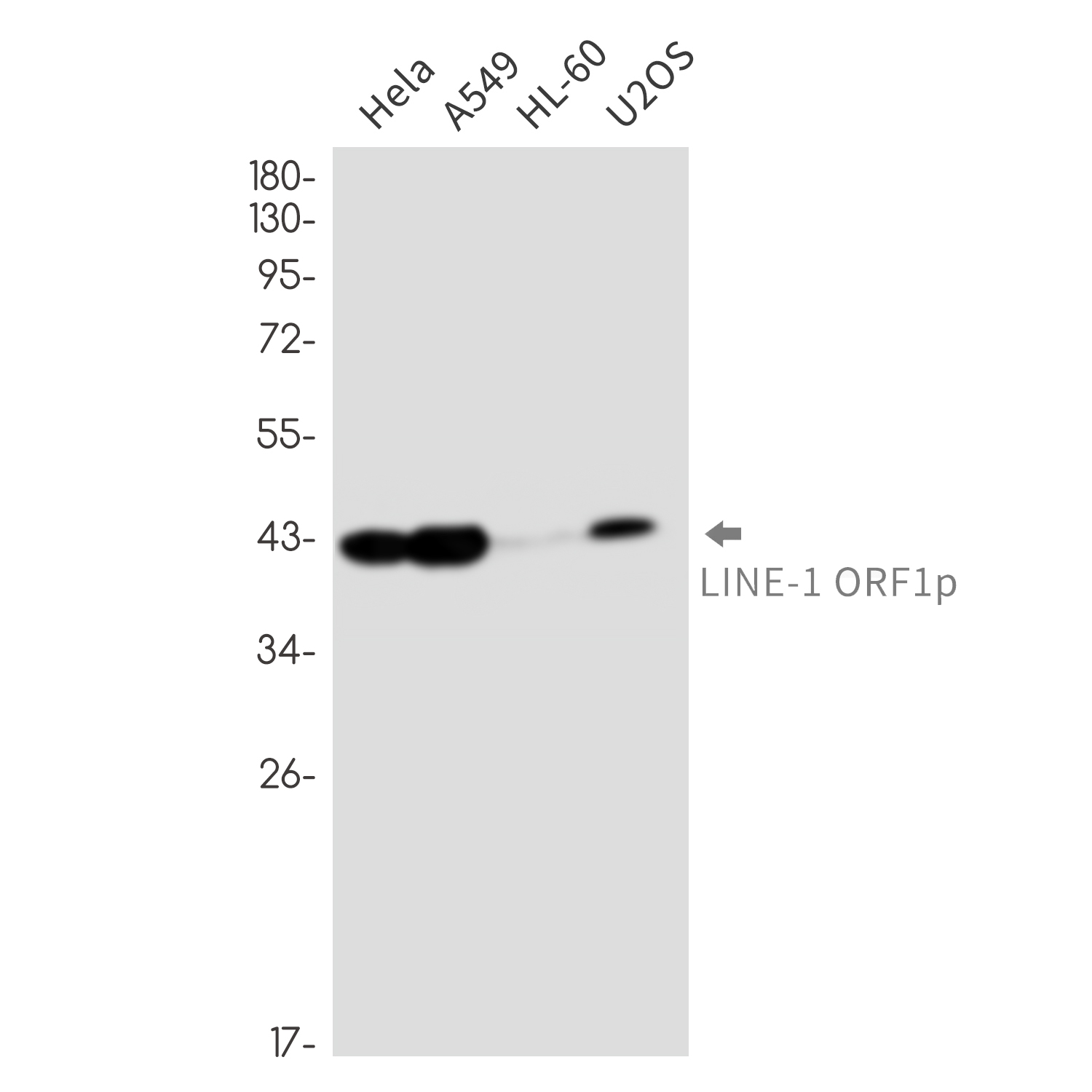 LINE 1 ORF1p Rabbit mAb