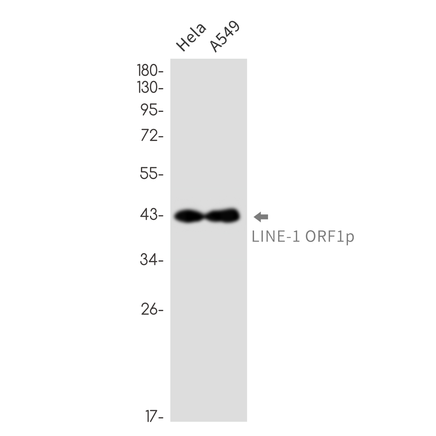 LINE 1 ORF1p Rabbit mAb