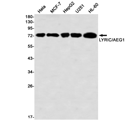 LYRIC Rabbit mAb