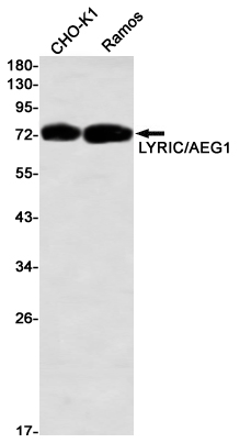 LYRIC Rabbit mAb