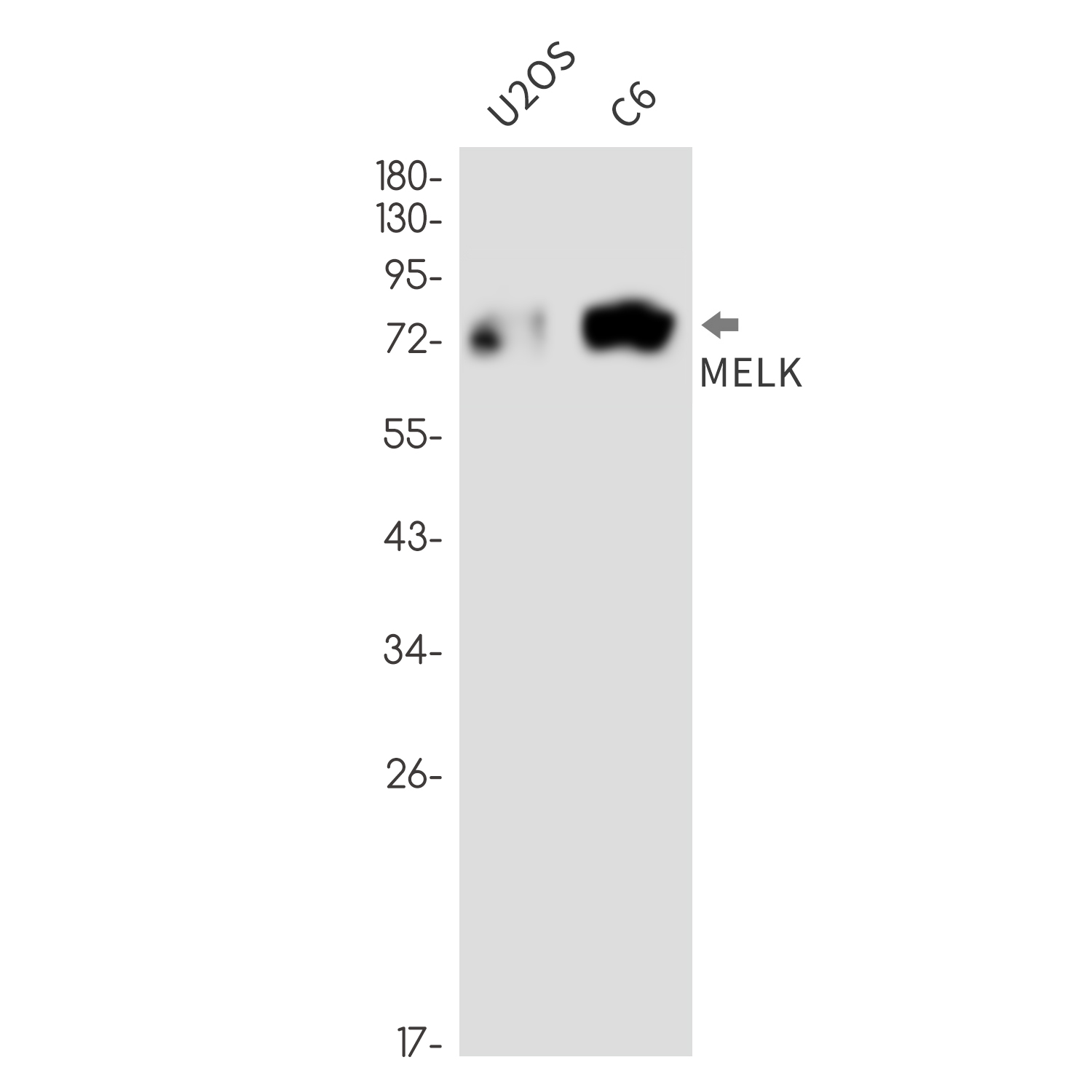 MELK Rabbit mAb