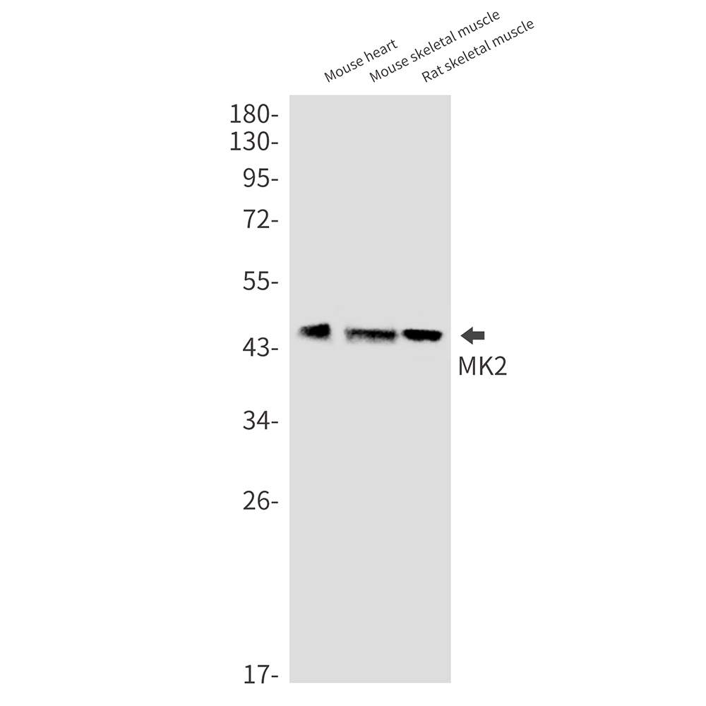 MAPKAP Kinase 2 Rabbit mAb