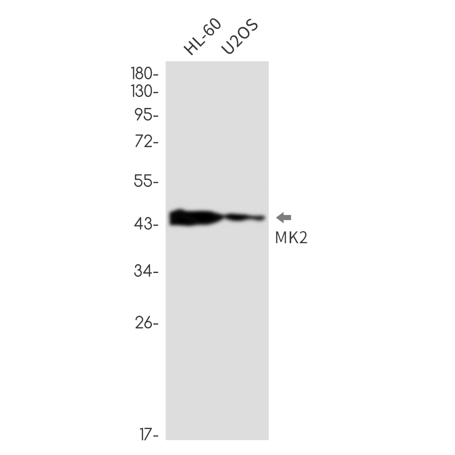 MAPKAP Kinase 2 Rabbit mAb