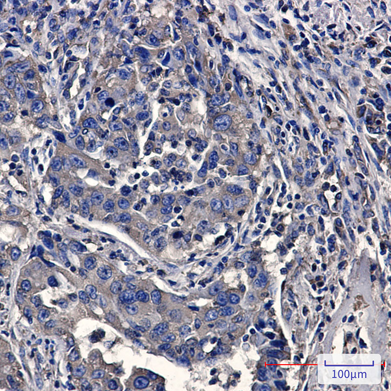 Moesin Rabbit mAb