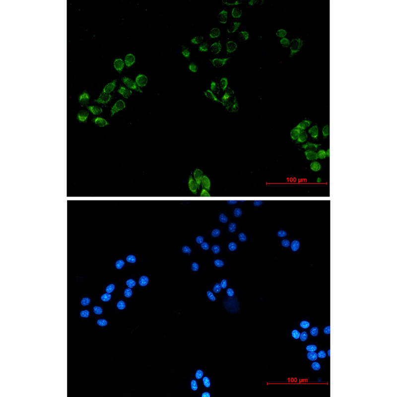 MRPS18B Rabbit mAb
