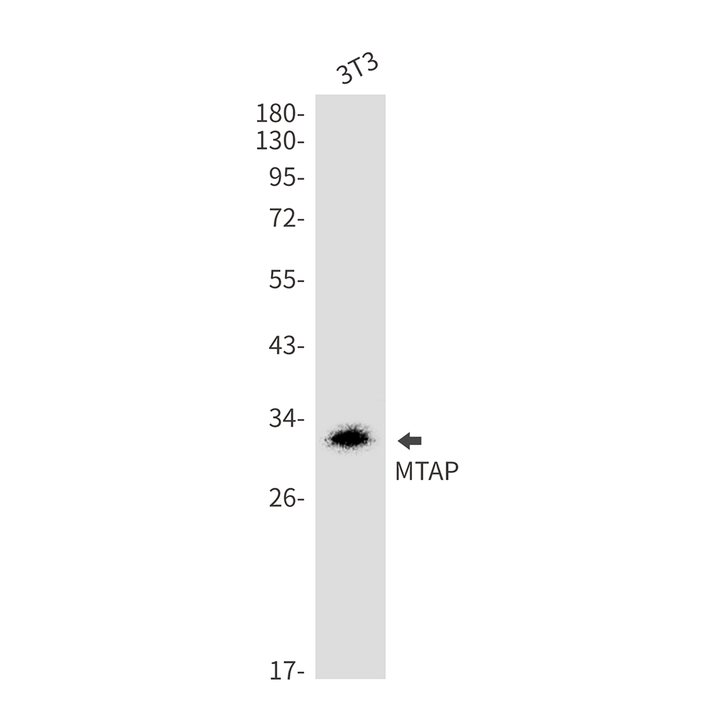 MTAP Rabbit mAb