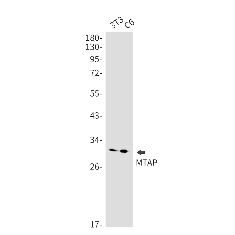 MTAP Rabbit mAb