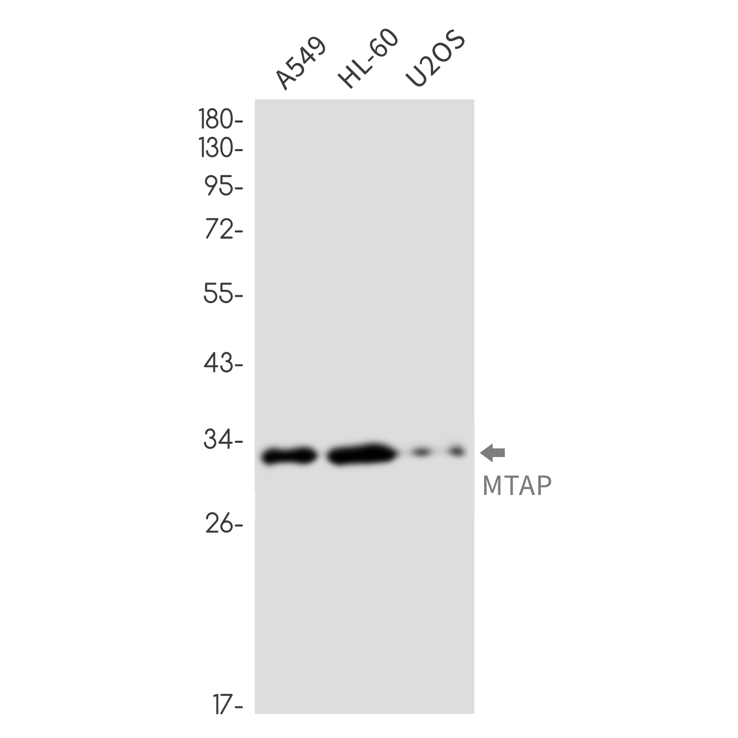 MTAP Rabbit mAb