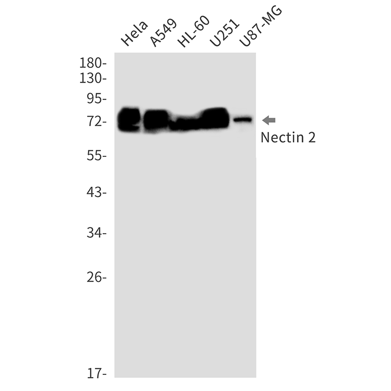 Nectin 2 Rabbit mAb
