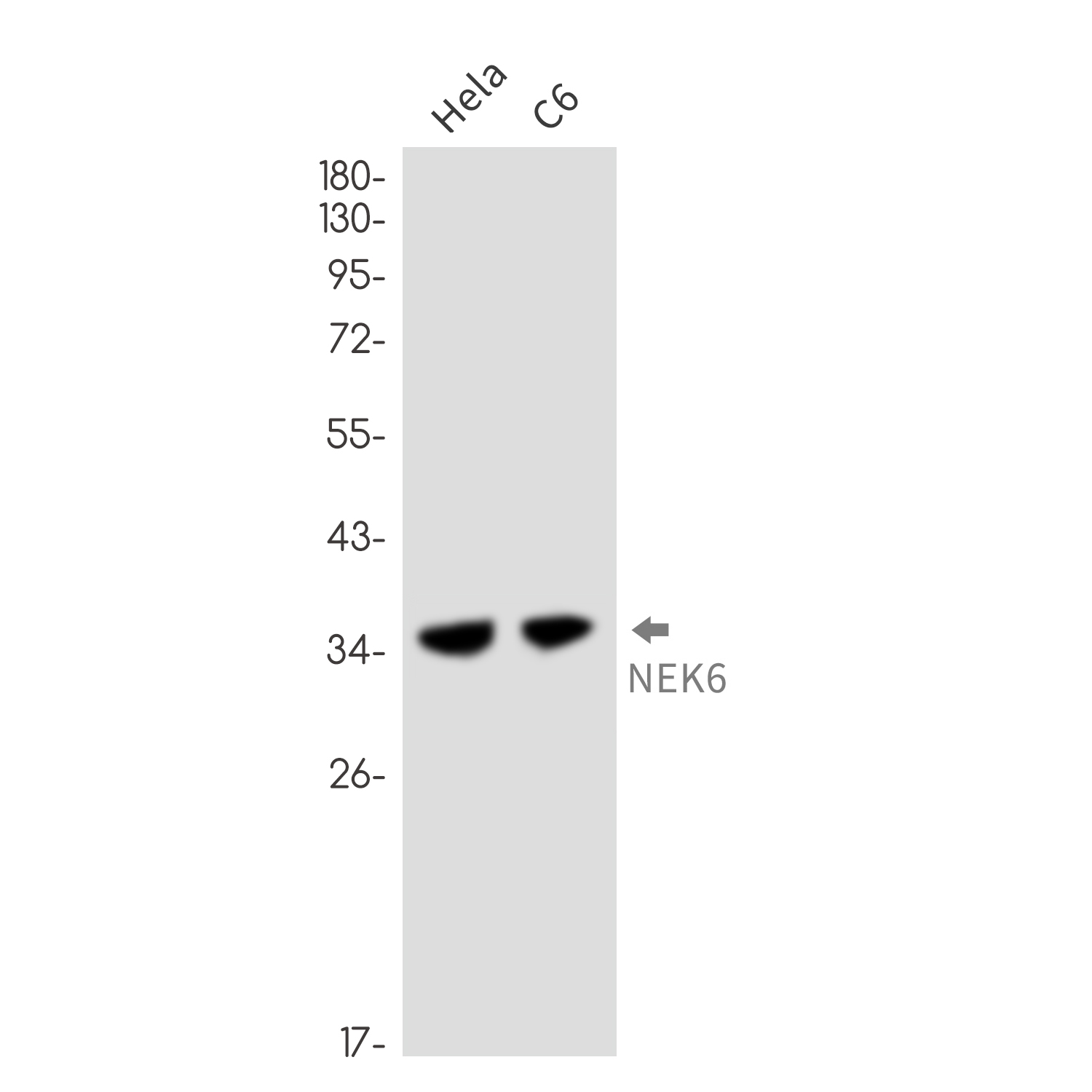 NEK6 Rabbit mAb
