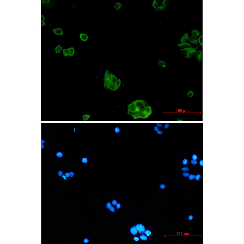 NgR3 Rabbit mAb
