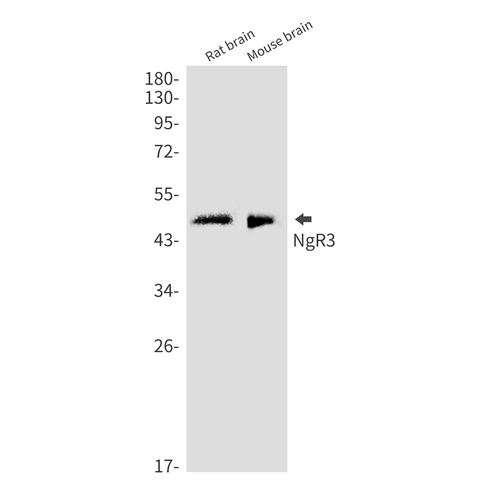 NgR3 Rabbit mAb