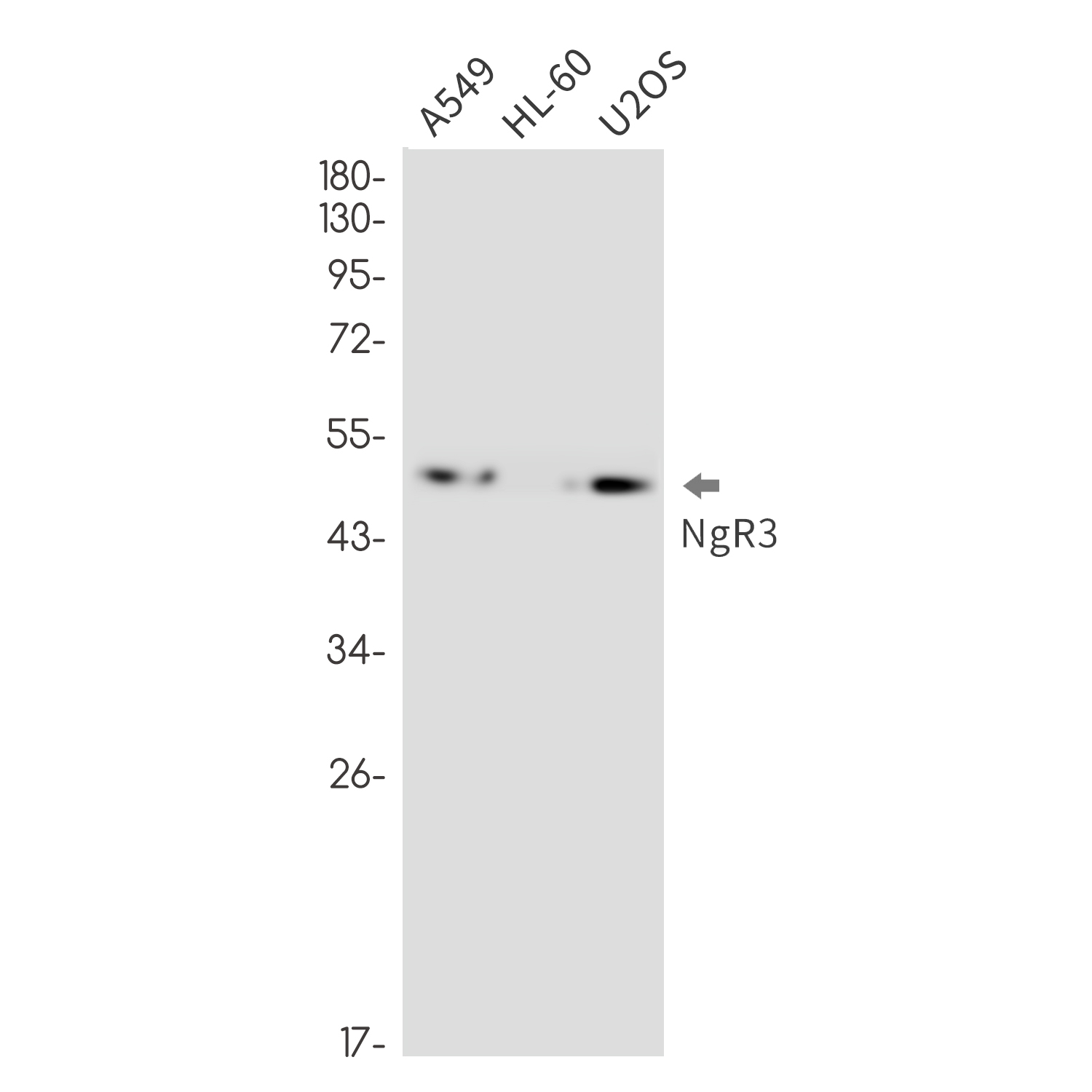 NgR3 Rabbit mAb