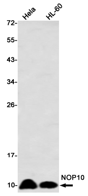 NOP10 Rabbit mAb