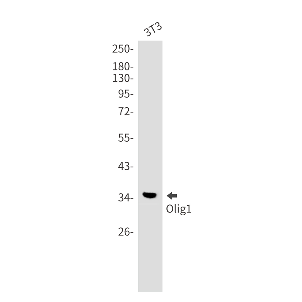 Olig1 Rabbit mAb