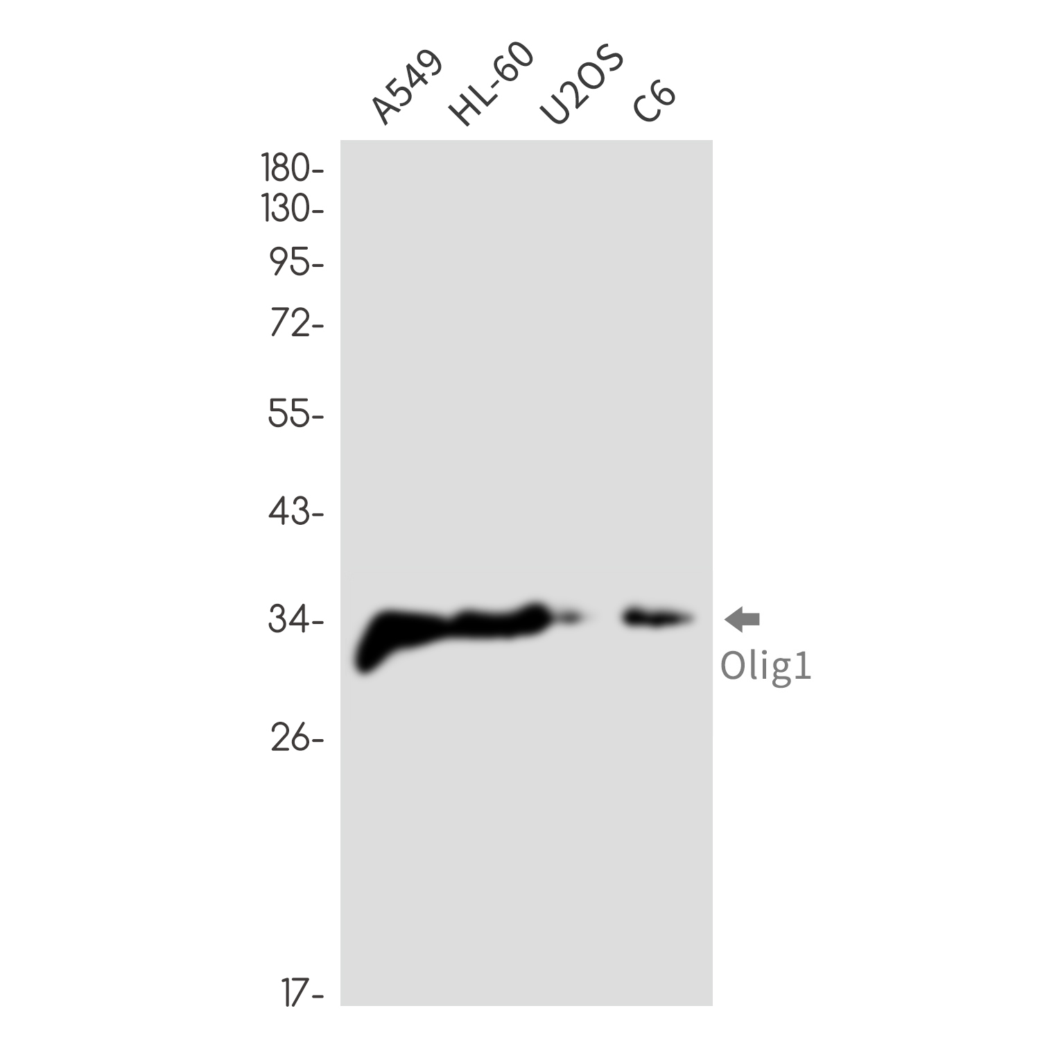 Olig1 Rabbit mAb