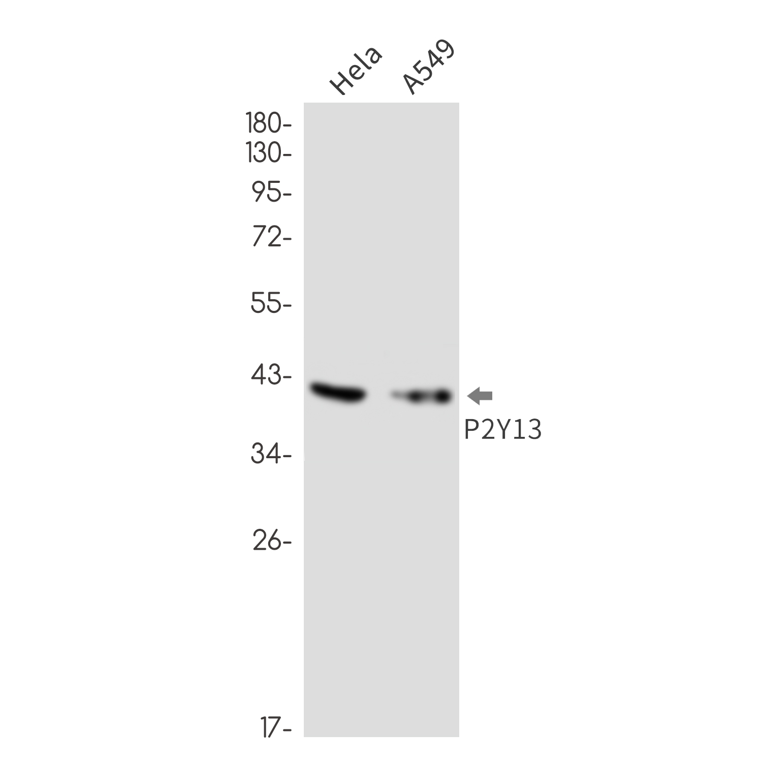 P2Y13 Rabbit mAb