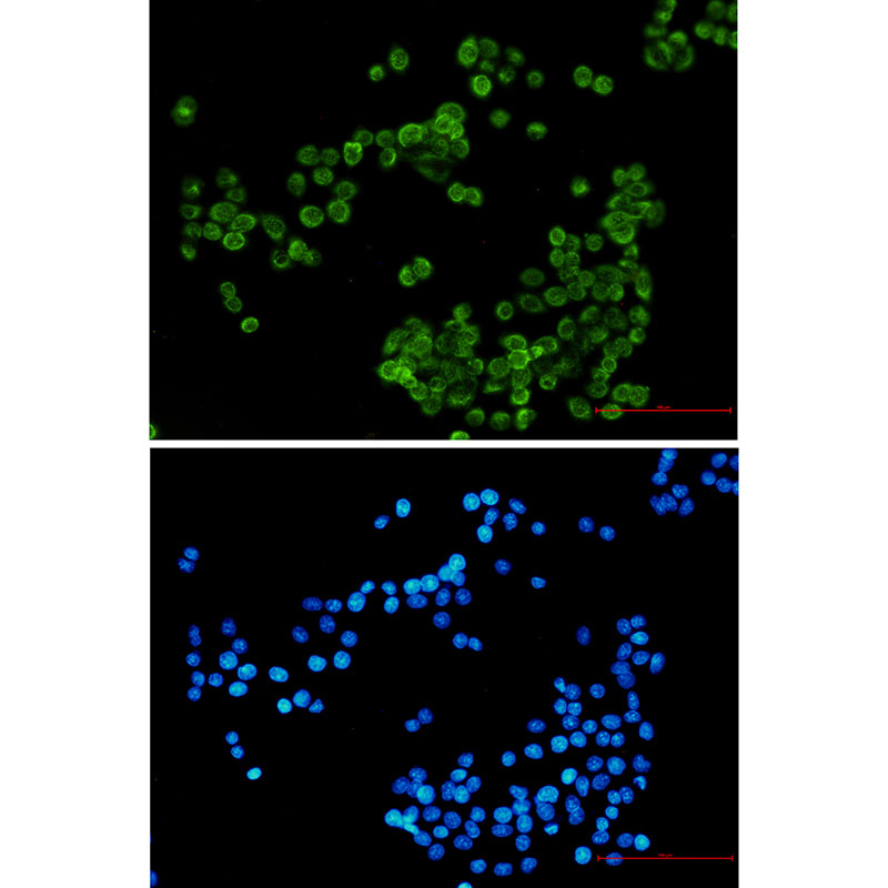 NCF4 Rabbit mAb