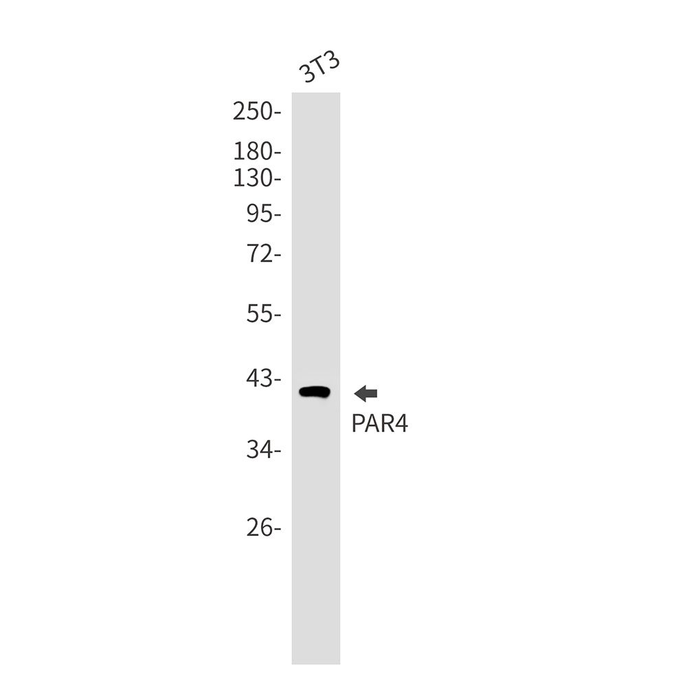 PAR4 Rabbit mAb