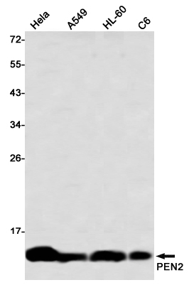PEN2 Rabbit mAb