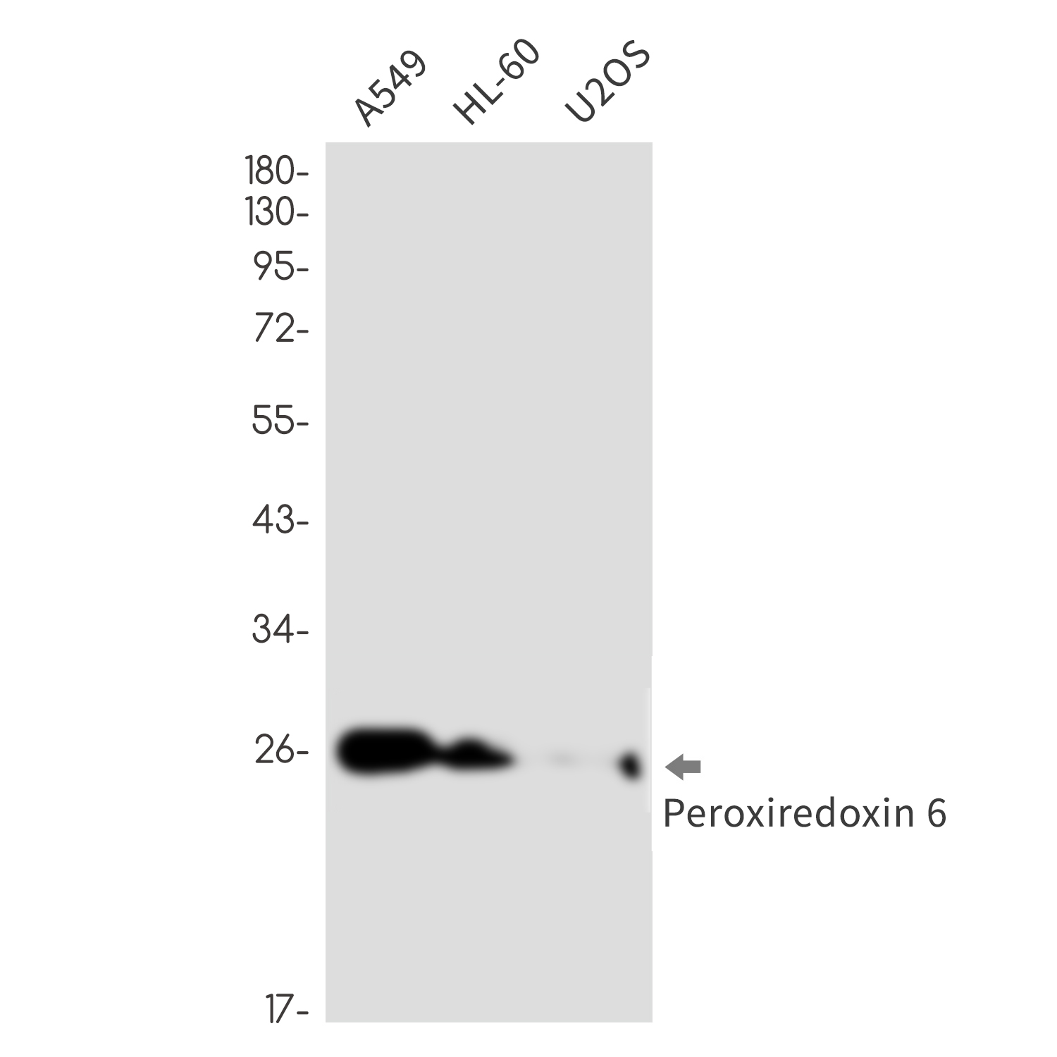 Peroxiredoxin 6 Rabbit mAb