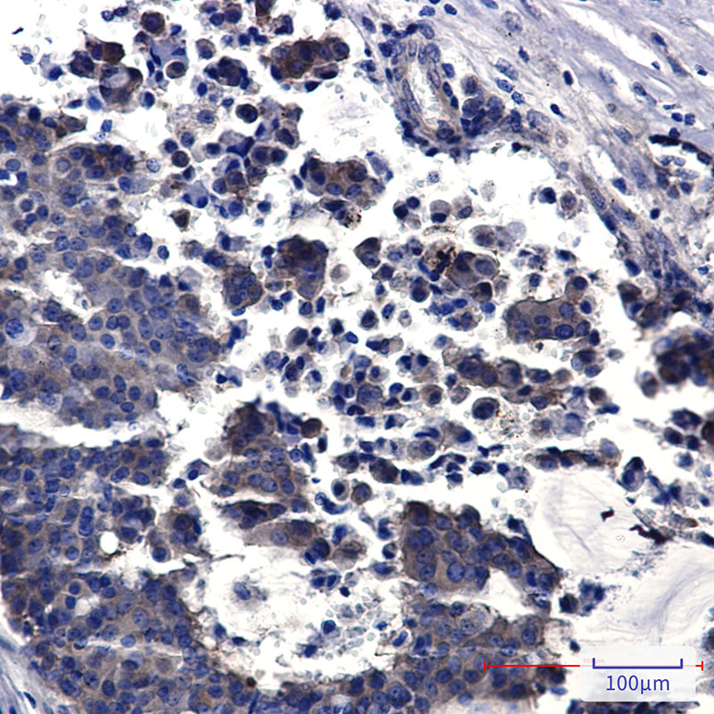 PPCEL Rabbit mAb