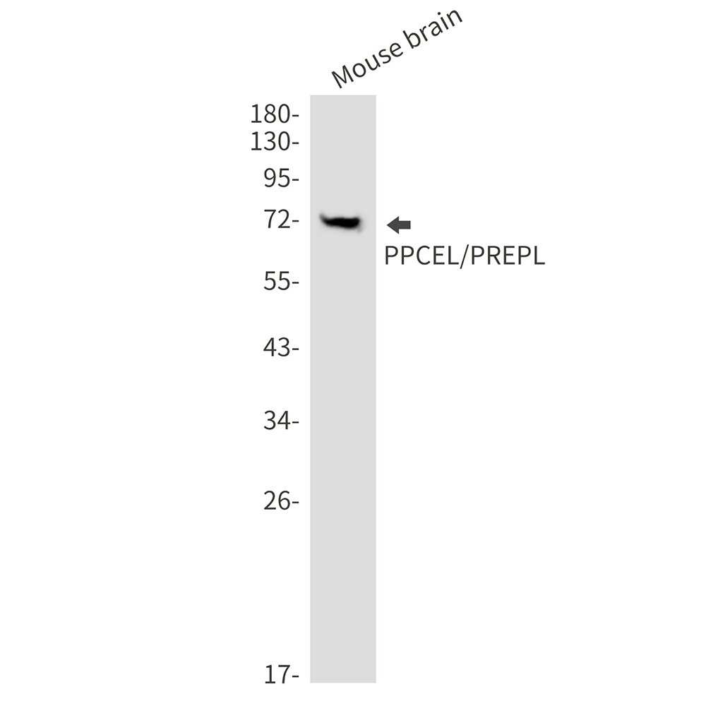 PPCEL Rabbit mAb