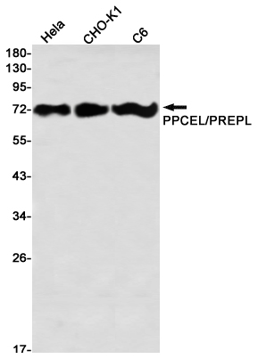 PPCEL Rabbit mAb