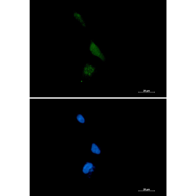 PPCEL Rabbit mAb
