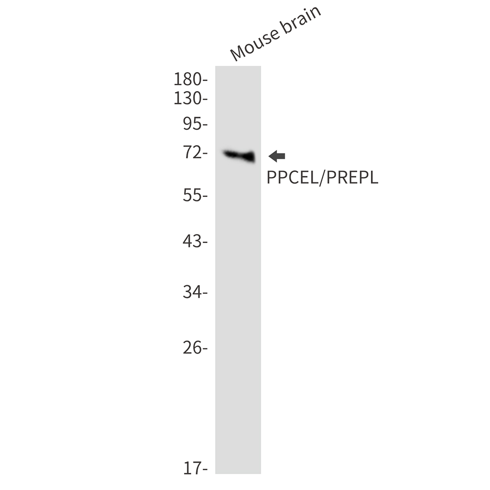 PPCEL Rabbit mAb
