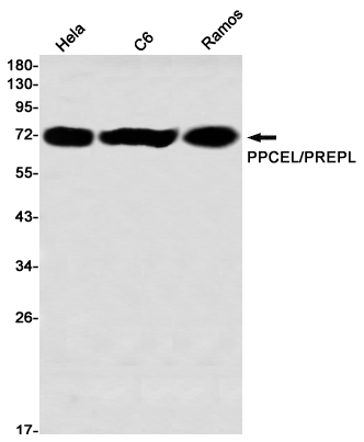 PPCEL Rabbit mAb