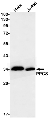 PPCS Rabbit mAb