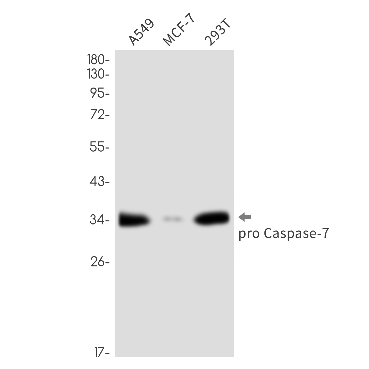 Caspase 7 Rabbit mAb
