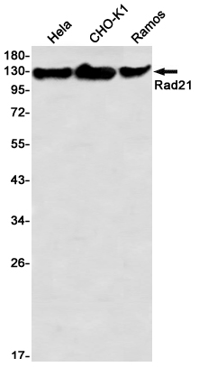 Rad21 Rabbit mAb