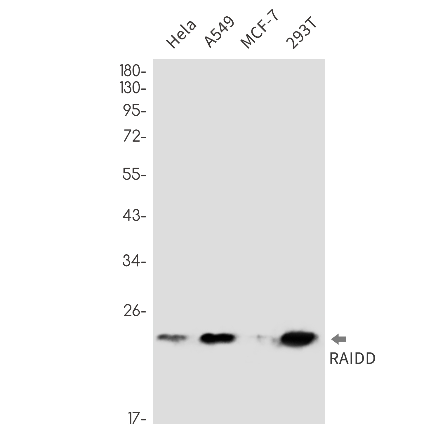 RAIDD Rabbit mAb
