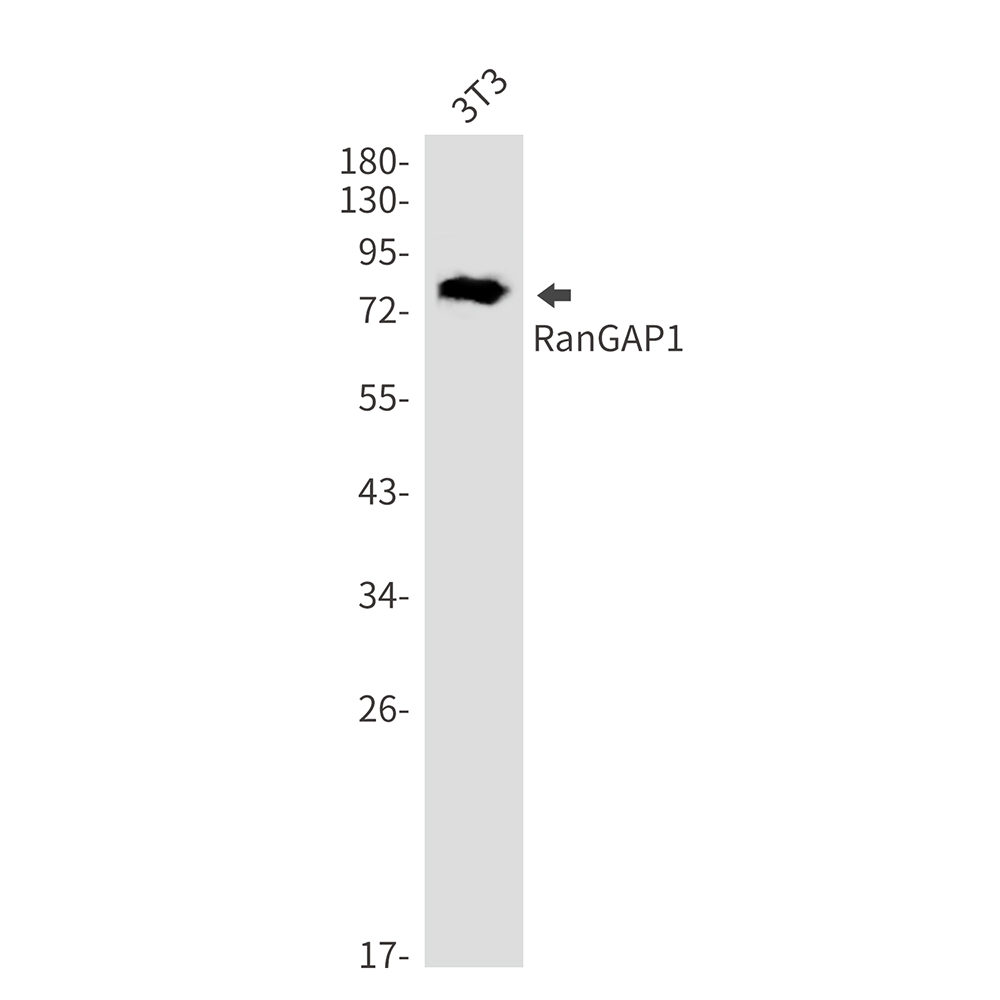 RanGAP1 Rabbit mAb
