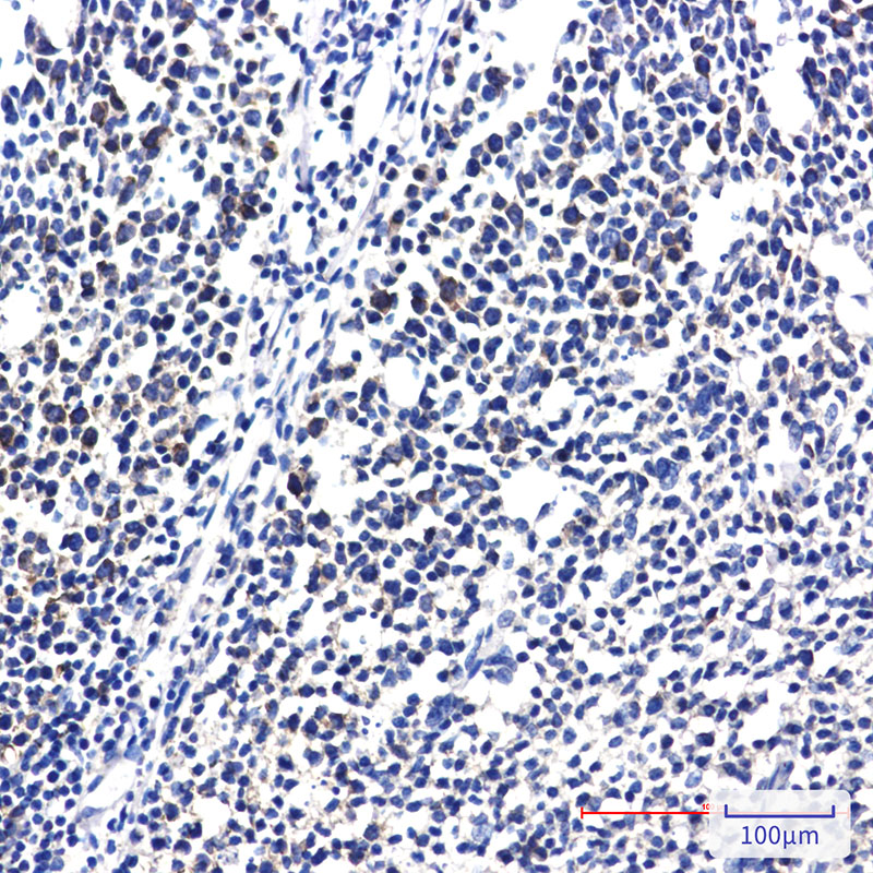 RPS20 Rabbit mAb