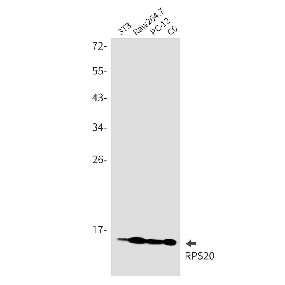 RPS20 Rabbit mAb