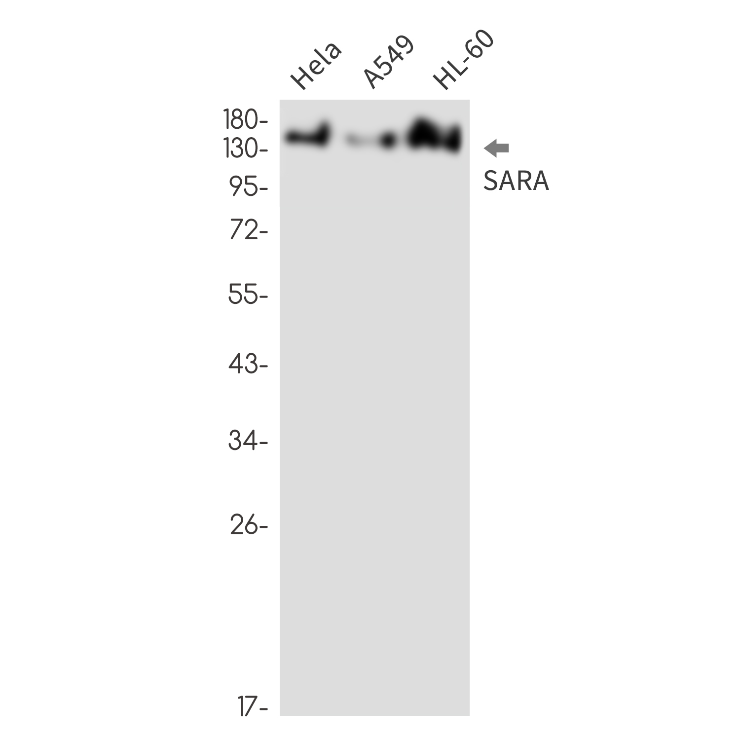 SARA Rabbit mAb