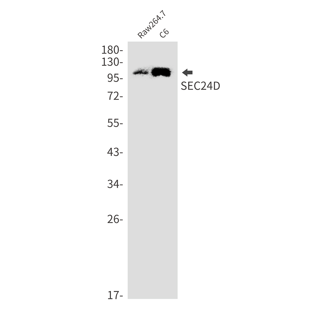 SEC24D Rabbit mAb