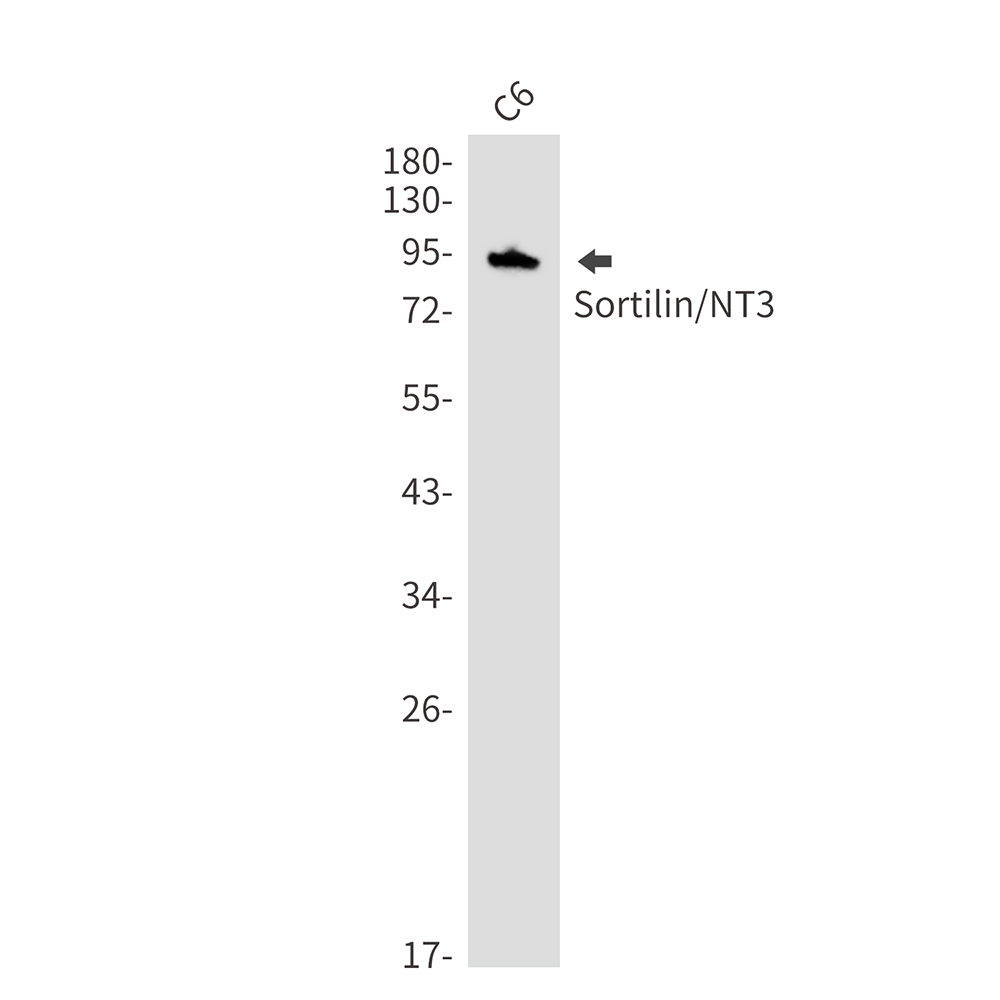 Sortilin Rabbit mAb
