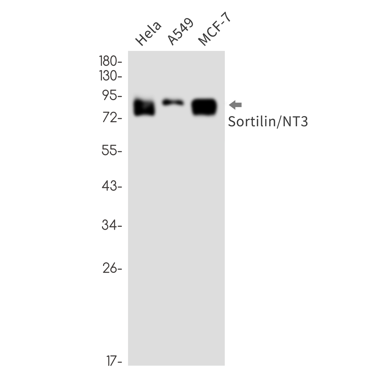 Sortilin Rabbit mAb