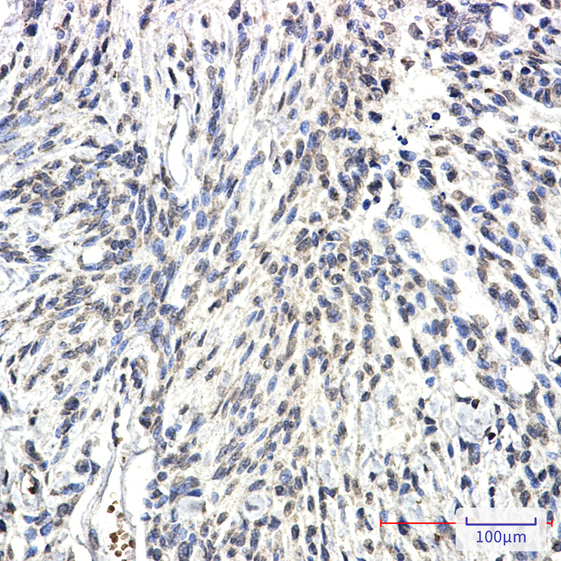 Synapsin 2 Rabbit mAb