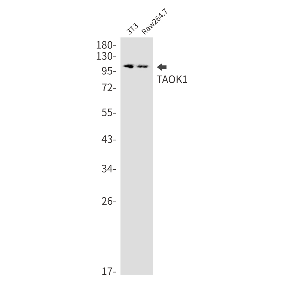 TAOK1 Rabbit mAb