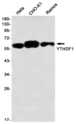 YTHDF1 Rabbit mAb