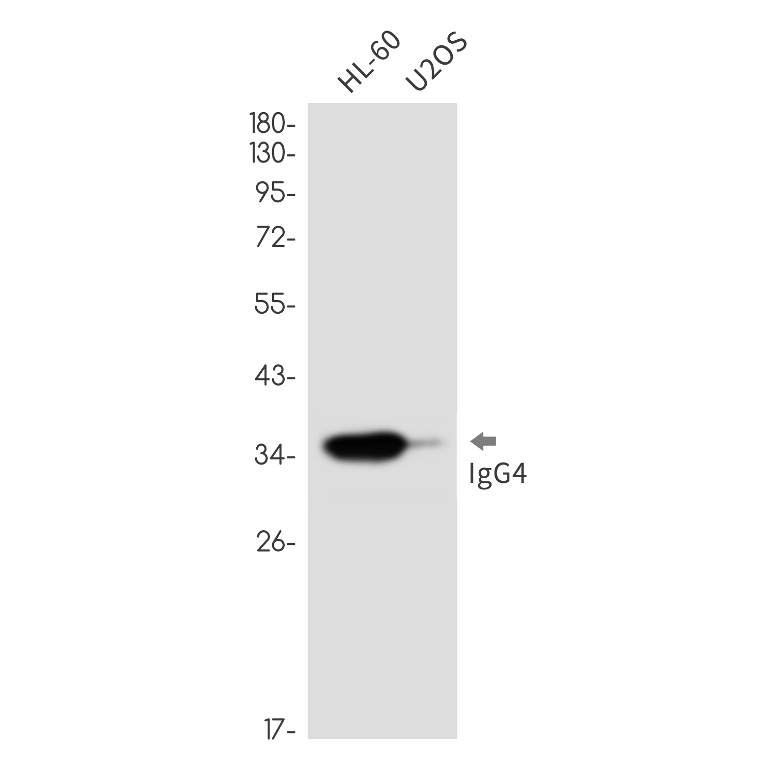Human IgG4 Rabbit mAb