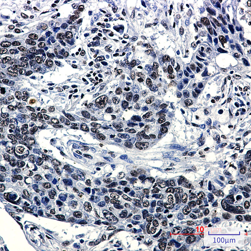 Hydroxyl-Histone H2A (Tyr39) Rabbit mAb